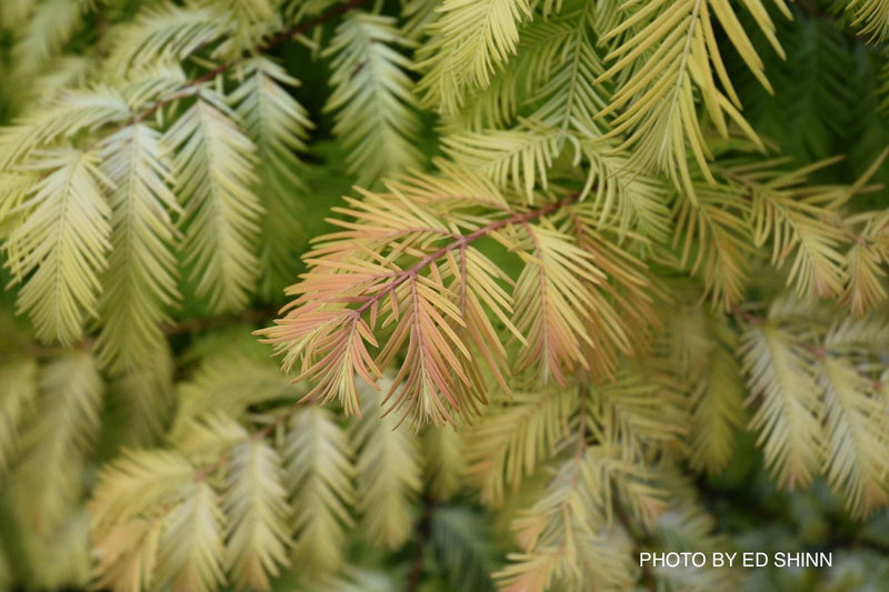 - Metasequoia glyptostroboides 'Soul Fire' Golden Dawn Redwood - Mr Maple │ Buy Japanese Maple Trees
