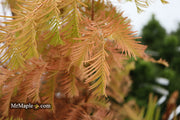 - Metasequoia glyptostroboides 'Soul Fire' Golden Dawn Redwood - Mr Maple │ Buy Japanese Maple Trees