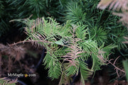 - Metasequoia glyptostroboides 'Soul Fire' Golden Dawn Redwood - Mr Maple │ Buy Japanese Maple Trees