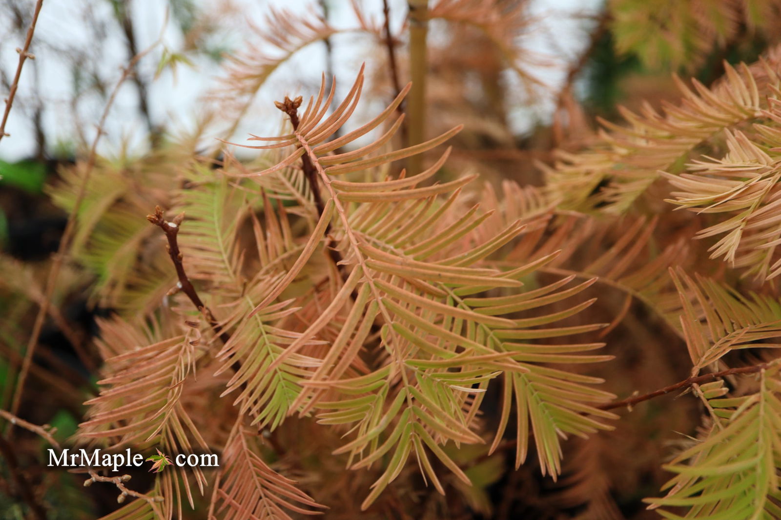 Buy Metasequoia glyptostroboides 'Soul Fire' Golden Dawn Redwood