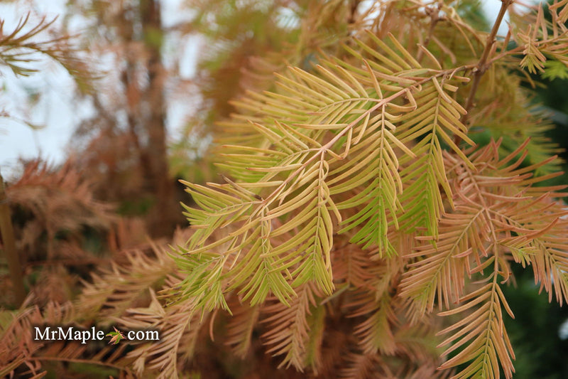 - Metasequoia glyptostroboides 'Soul Fire' Golden Dawn Redwood - Mr Maple │ Buy Japanese Maple Trees