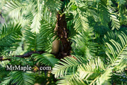 - Metasequoia glyptostroboides 'Swamp Thang' Dawn Redwood - Mr Maple │ Buy Japanese Maple Trees