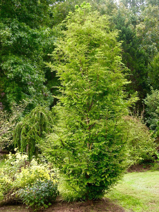 '- Metasequoia glyptostroboides 'Urban Spire' Dawn Redwood - Mr Maple │ Buy Japanese Maple Trees