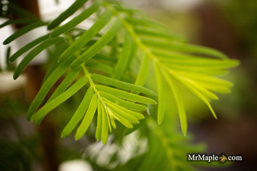 '- Metasequoia glyptostroboides 'Urban Spire' Dawn Redwood - Mr Maple │ Buy Japanese Maple Trees