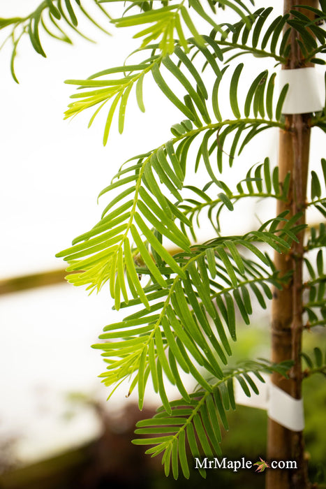 '- Metasequoia glyptostroboides 'Urban Spire' Dawn Redwood - Mr Maple │ Buy Japanese Maple Trees