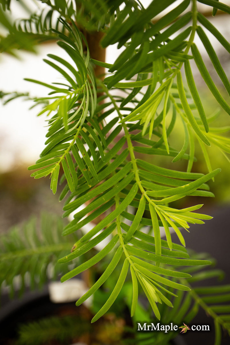 - Metasequoia glyptostroboides 'Urban Spire' Dawn Redwood - Mr Maple │ Buy Japanese Maple Trees