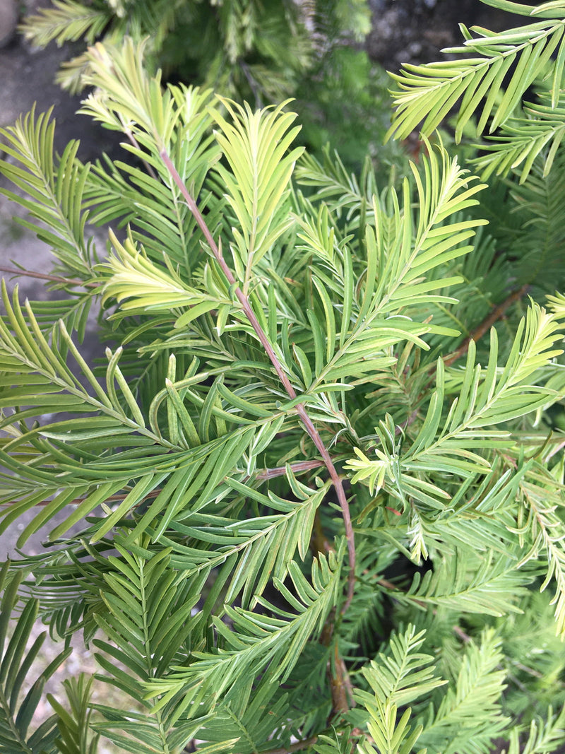 - Metasequoia glyptostroboides 'White Spot' Variegated Dawn Redwood - Mr Maple │ Buy Japanese Maple Trees