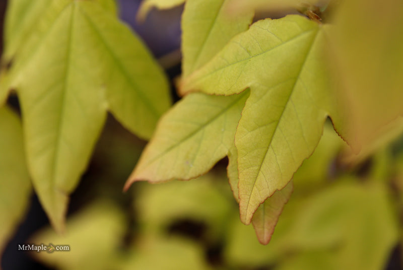 Acer buergerianum 'Michael Steinhardt' Golden Trident Maple