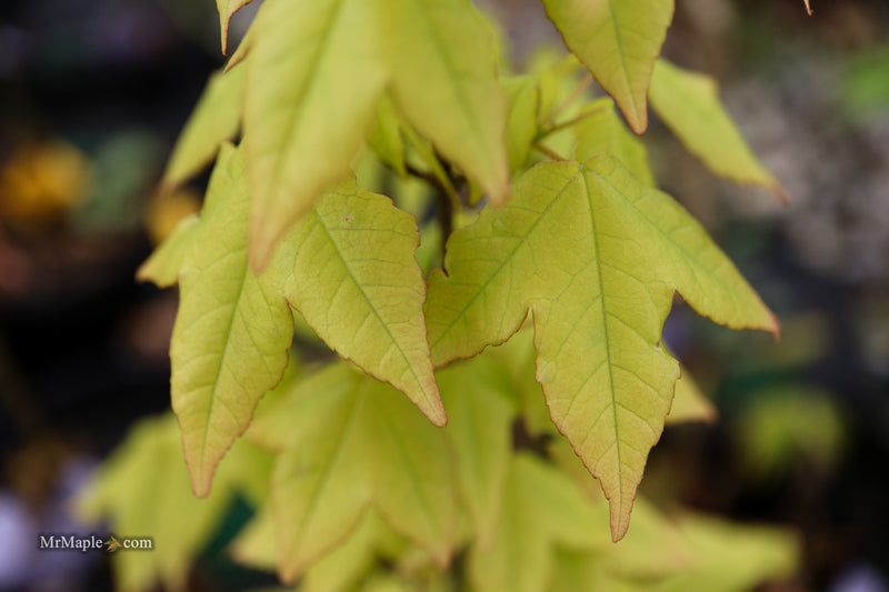 Acer buergerianum 'Michael Steinhardt' Golden Trident Maple