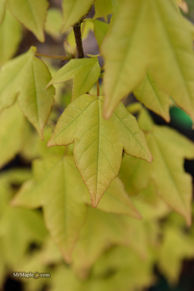 Acer buergerianum 'Michael Steinhardt' Golden Trident Maple