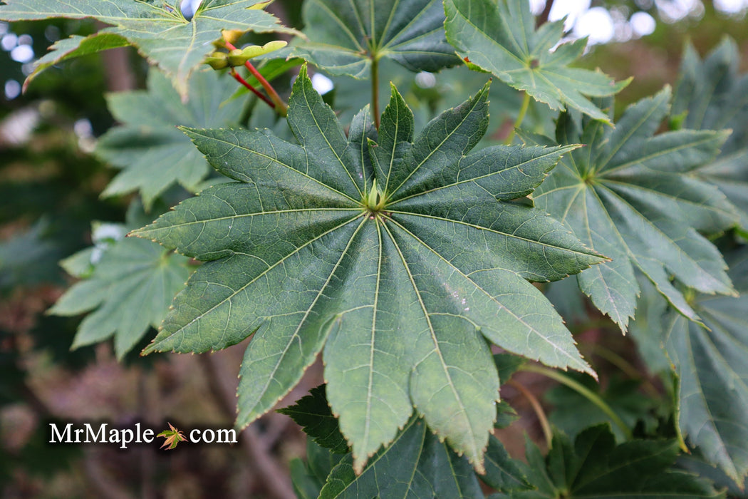 FOR PICKUP ONLY | Acer shirasawanum 'Microphyllum' Full Moon Japanese Maple | DOES NOT SHIP