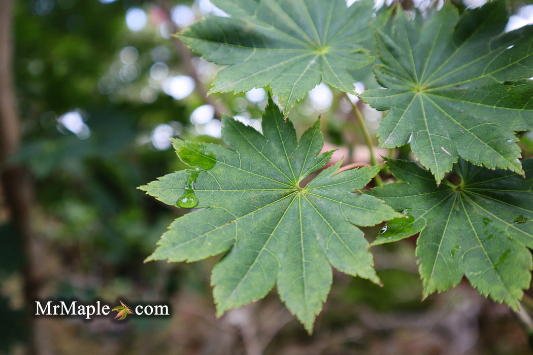Acer shirasawanum 'Microphyllum' Full Moon Japanese Maple
