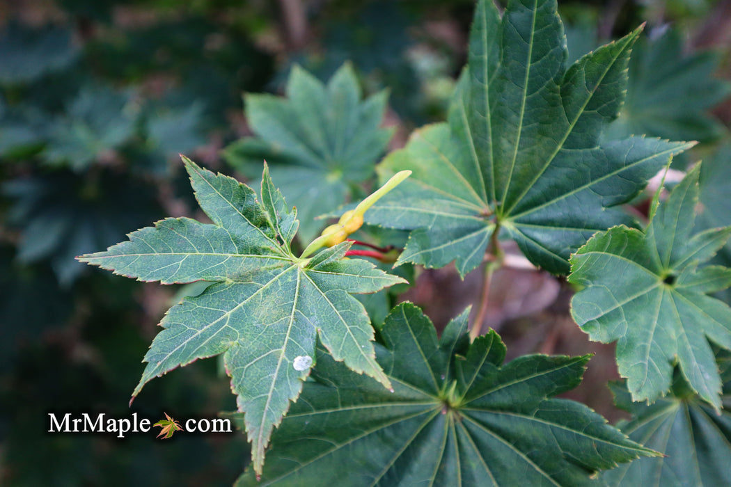 Acer shirasawanum 'Microphyllum' Full Moon Japanese Maple