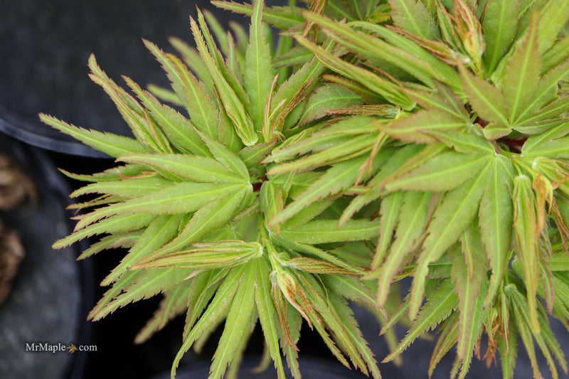 Acer palmatum 'Mikawa x sharps' Dwarf Japanese Maple