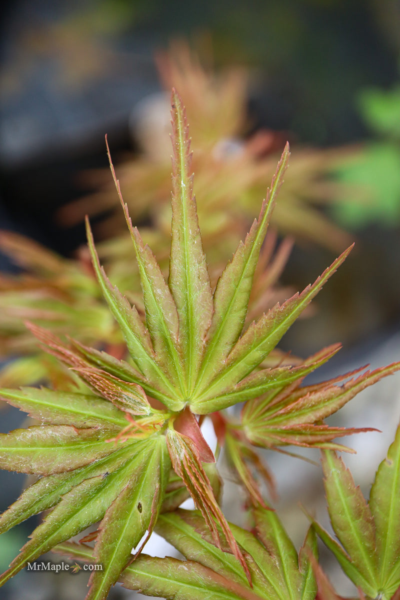 Acer palmatum 'Mikawa x sharps' Dwarf Japanese Maple