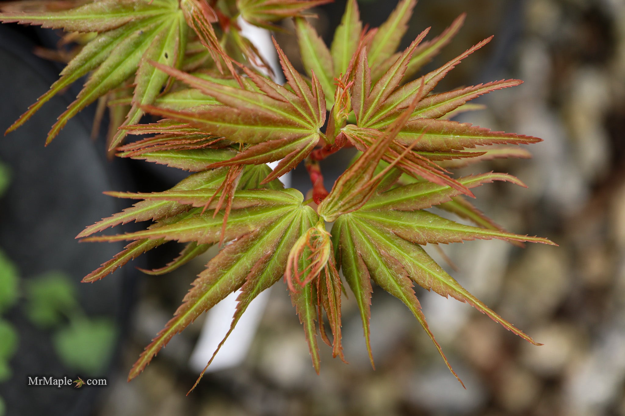 メープル様 Buy Acer palmatum 'Mikawa x sharps' Dwarf Japanese Maple — Mr