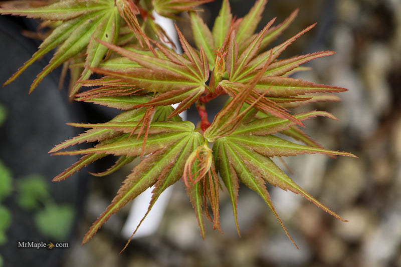 Acer palmatum 'Mikawa x sharps' Dwarf Japanese Maple
