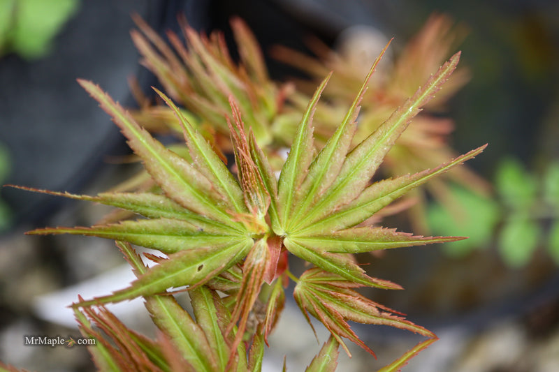 Acer palmatum 'Mikawa x sharps' Dwarf Japanese Maple