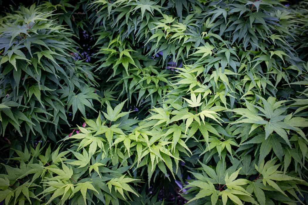 Acer palmatum 'Mikawa yatsubusa' Dwarf Japanese Maple