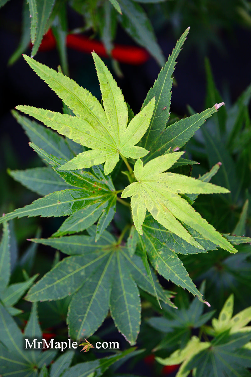 Test Product Mikawa - Mr Maple │ Buy Japanese Maple Trees