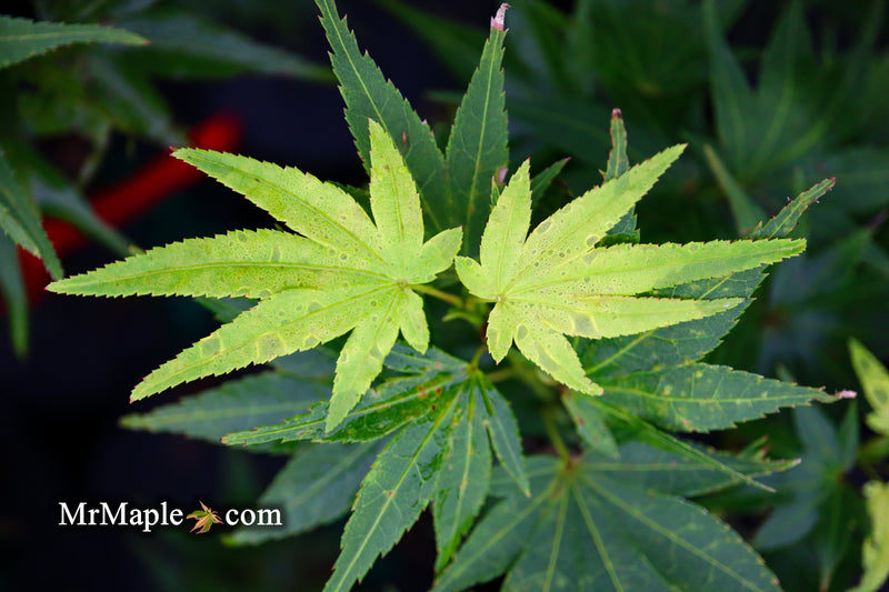 Test Product Mikawa - Mr Maple │ Buy Japanese Maple Trees
