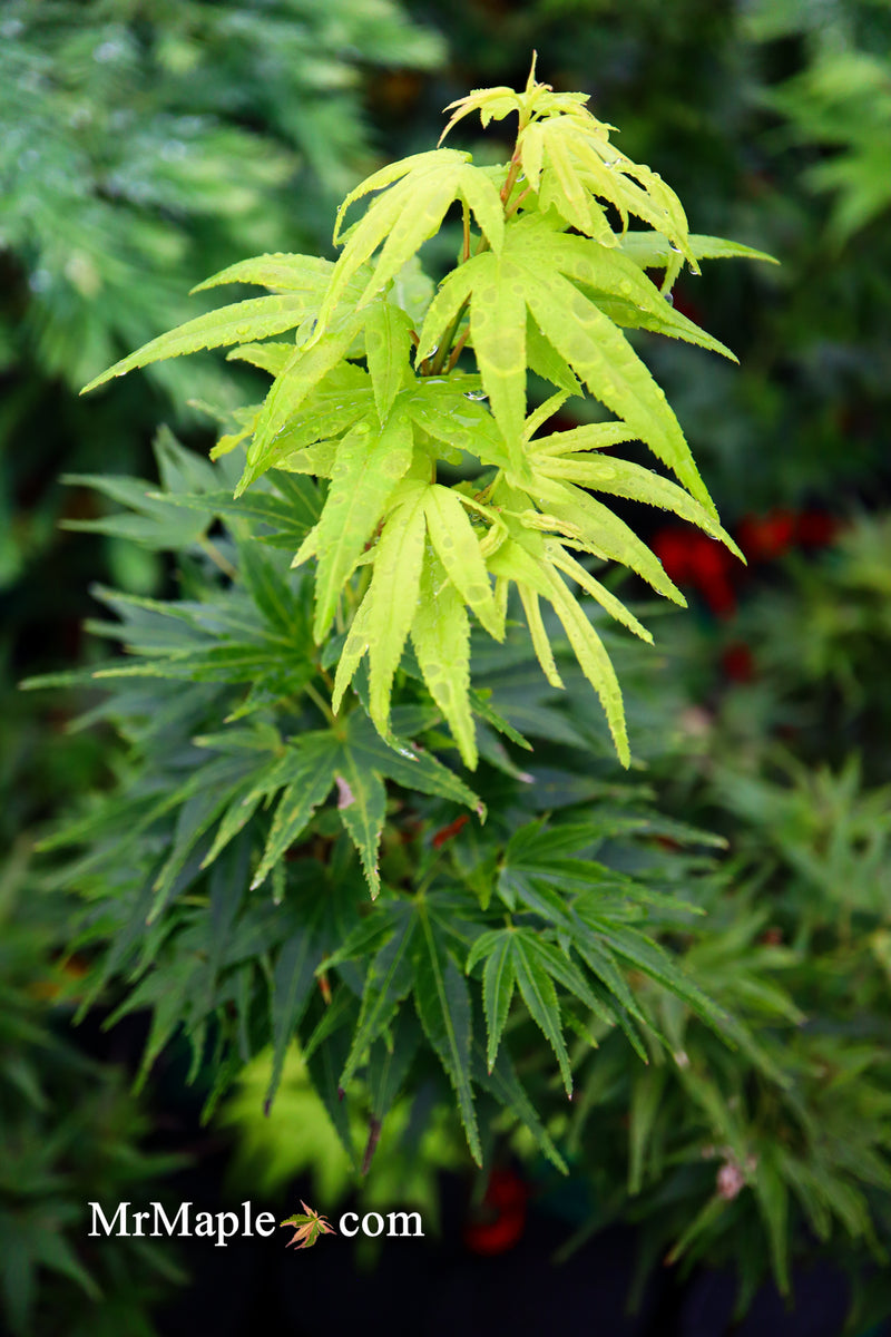 Test Product Mikawa - Mr Maple │ Buy Japanese Maple Trees