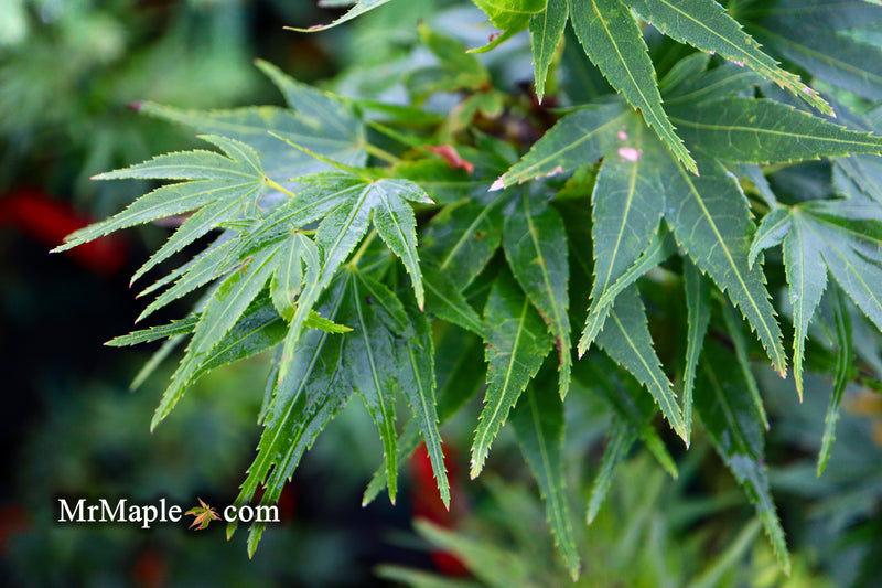 Test Product Mikawa - Mr Maple │ Buy Japanese Maple Trees