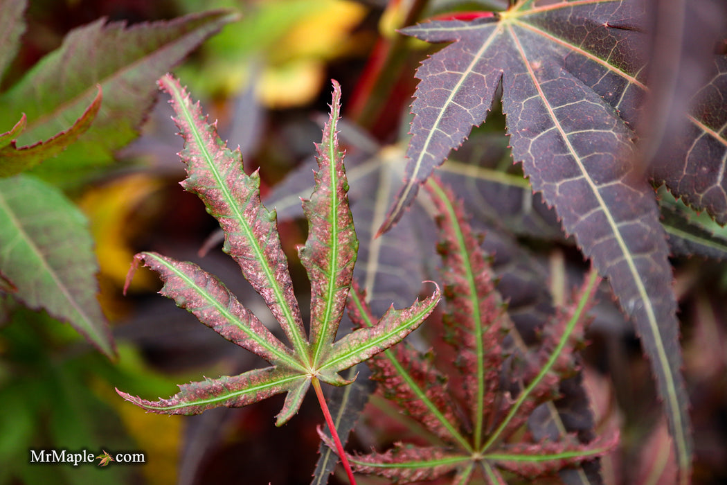 Acer palmatum 'Mikazuki' Japanese Maple