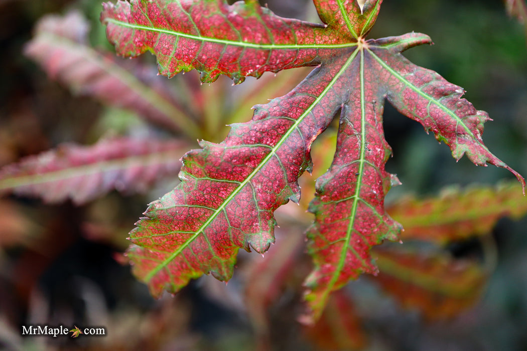 Acer palmatum 'Mikazuki' Japanese Maple