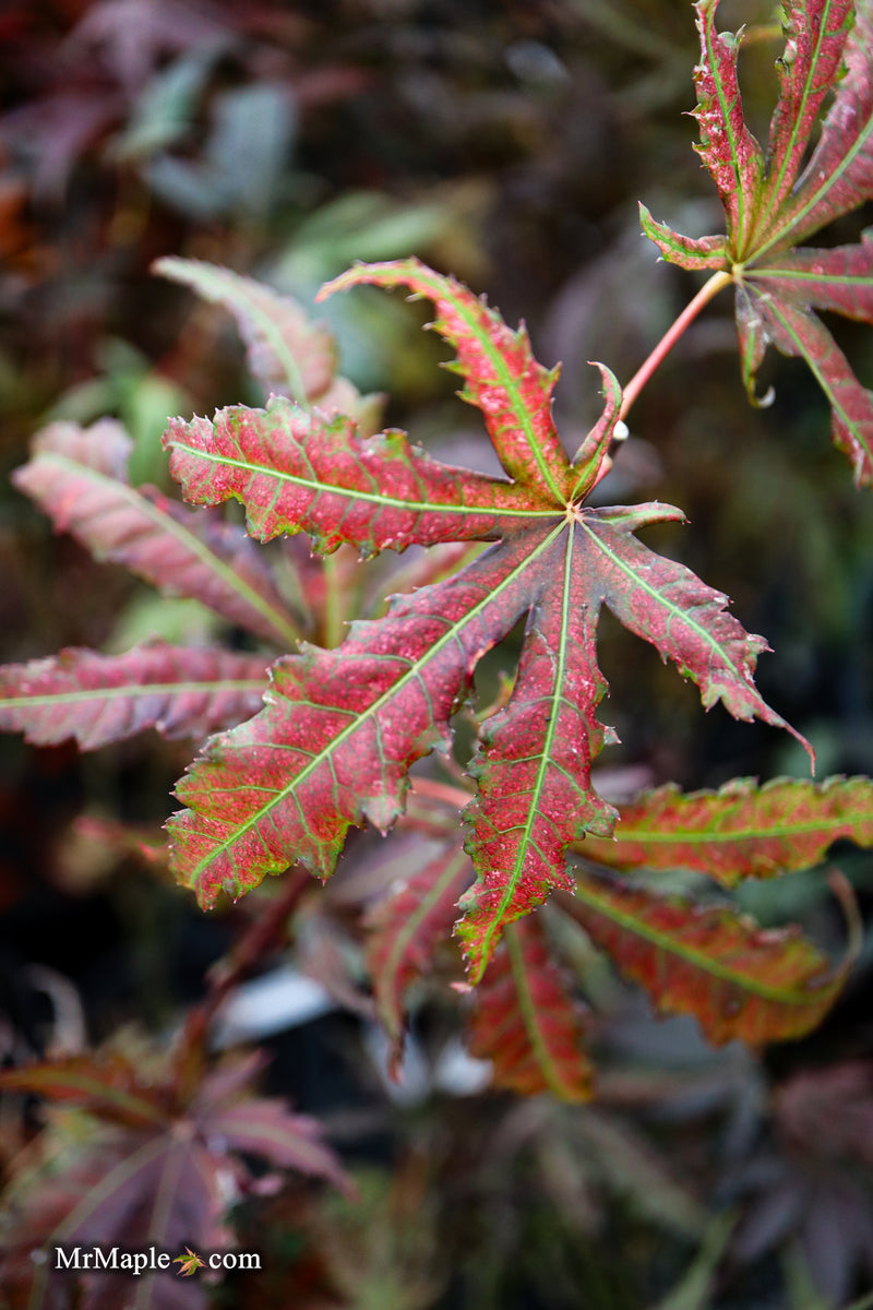 Acer palmatum 'Mikazuki' Japanese Maple
