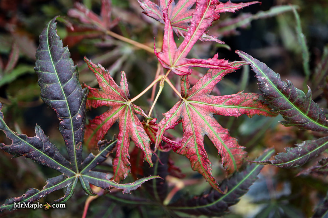 Acer palmatum 'Mikazuki' Japanese Maple