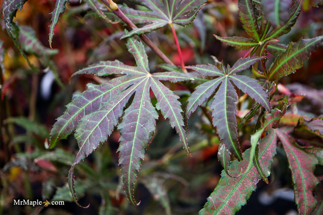 Acer palmatum 'Mikazuki' Japanese Maple