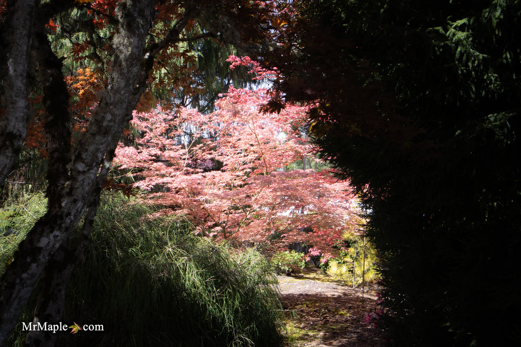 Acer palmatum 'Mikazuki' Japanese Maple