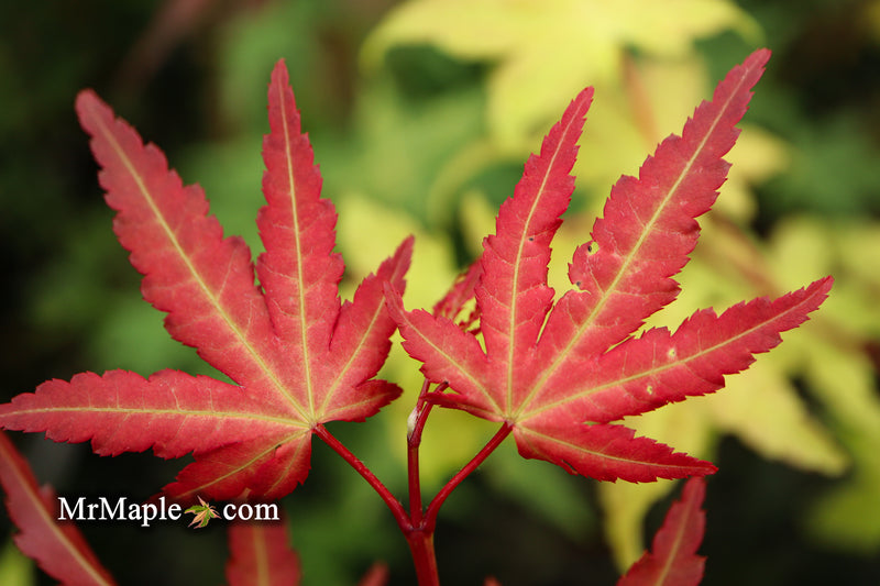- Acer palmatum 'Mila' Japanese Maple - Mr Maple │ Buy Japanese Maple Trees