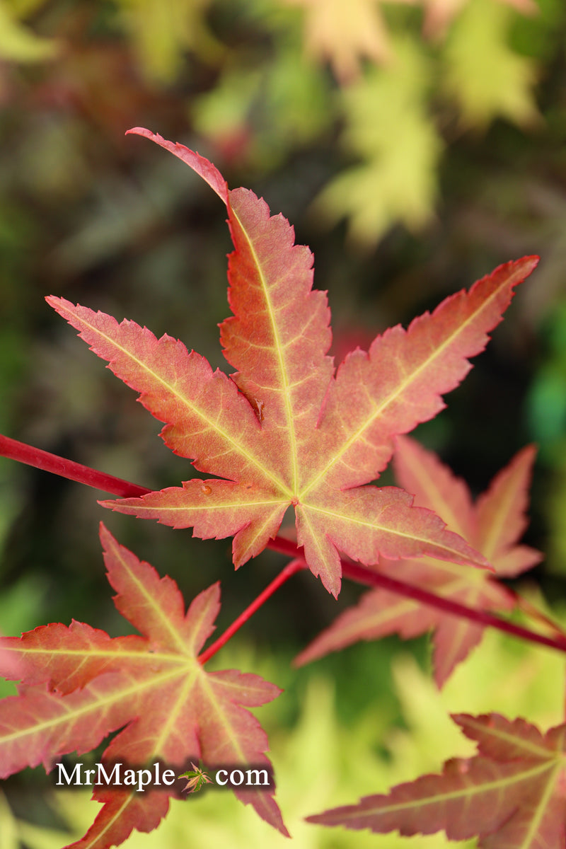 - Acer palmatum 'Mila' Japanese Maple - Mr Maple │ Buy Japanese Maple Trees