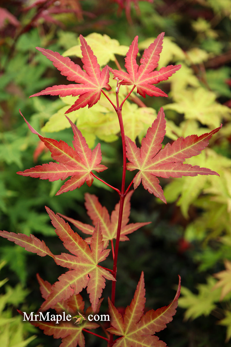 - Acer palmatum 'Mila' Japanese Maple - Mr Maple │ Buy Japanese Maple Trees