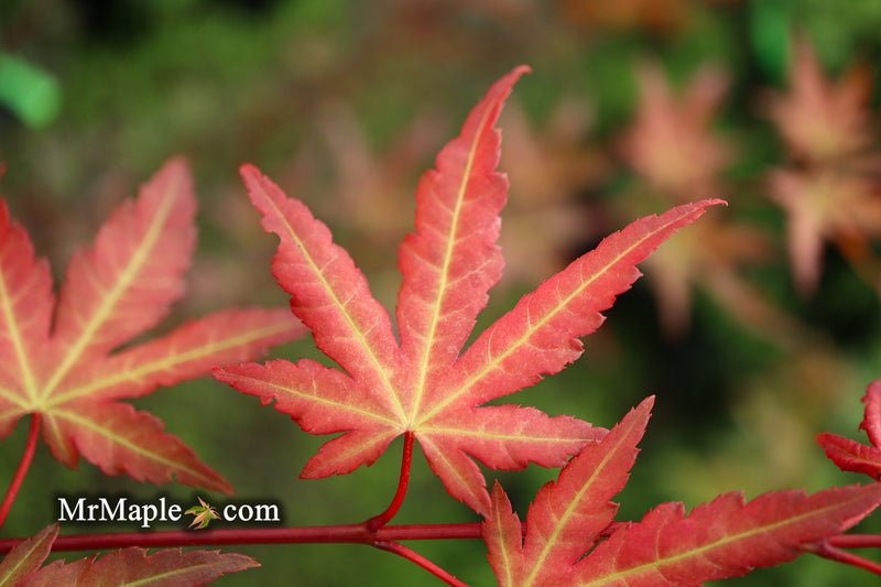- Acer palmatum 'Mila' Japanese Maple - Mr Maple │ Buy Japanese Maple Trees