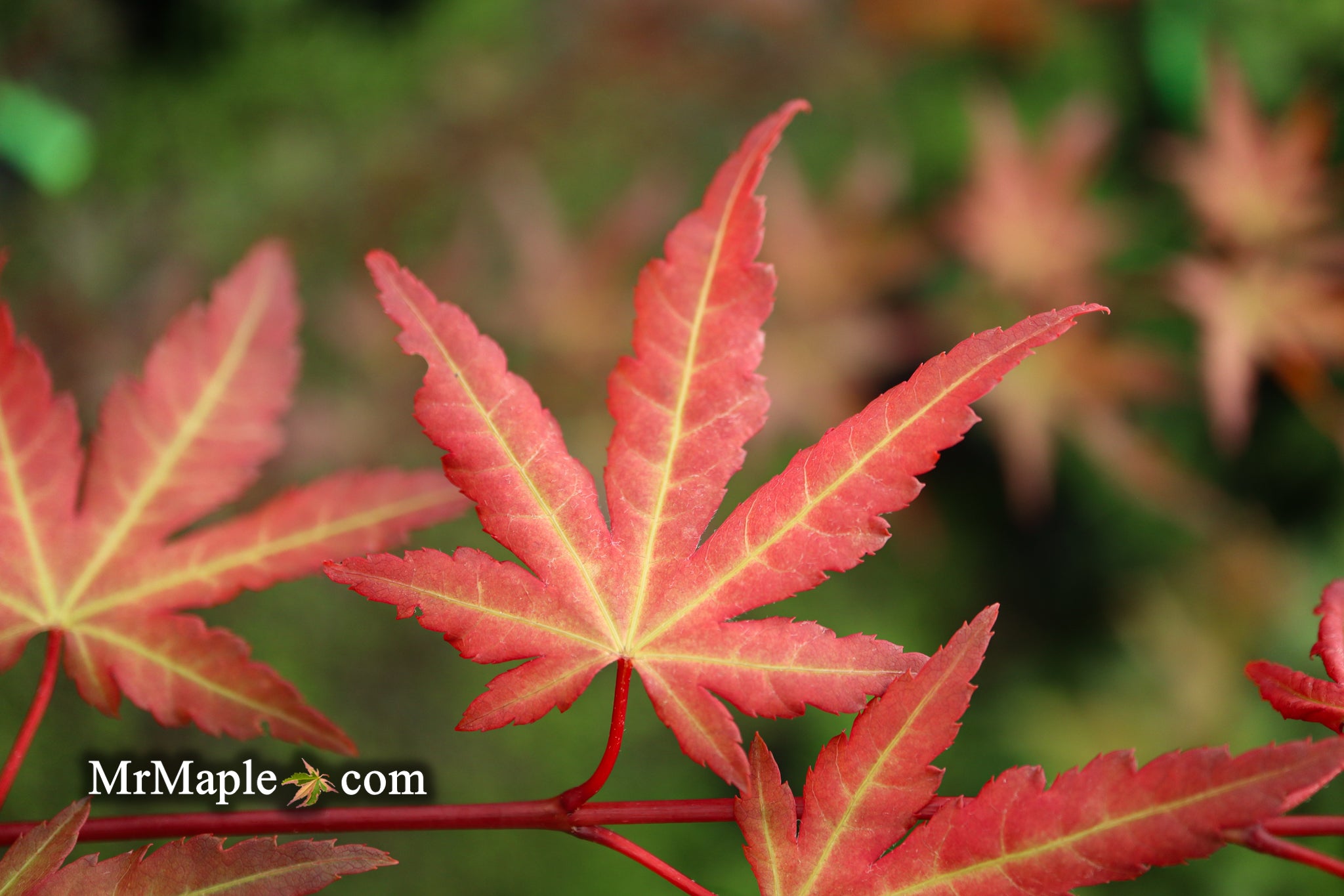 Buy Acer palmatum 'Mila' Japanese Maple — Mr Maple │ Buy Japanese Maple ...