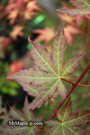 - Acer palmatum 'Mila' Japanese Maple - Mr Maple │ Buy Japanese Maple Trees