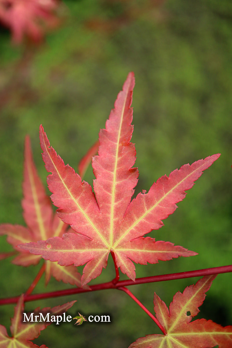 - Acer palmatum 'Mila' Japanese Maple - Mr Maple │ Buy Japanese Maple Trees