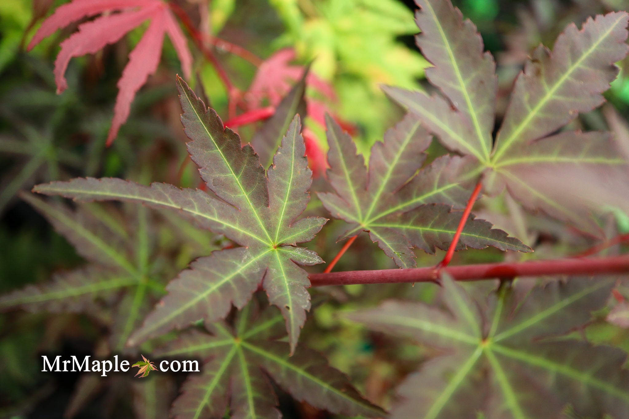 Buy Acer palmatum 'Mila' Japanese Maple — Mr Maple │ Buy Japanese Maple ...
