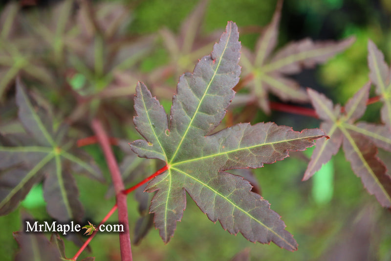 - Acer palmatum 'Mila' Japanese Maple - Mr Maple │ Buy Japanese Maple Trees