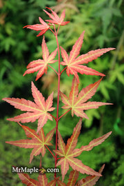 - Acer palmatum 'Mila' Japanese Maple - Mr Maple │ Buy Japanese Maple Trees