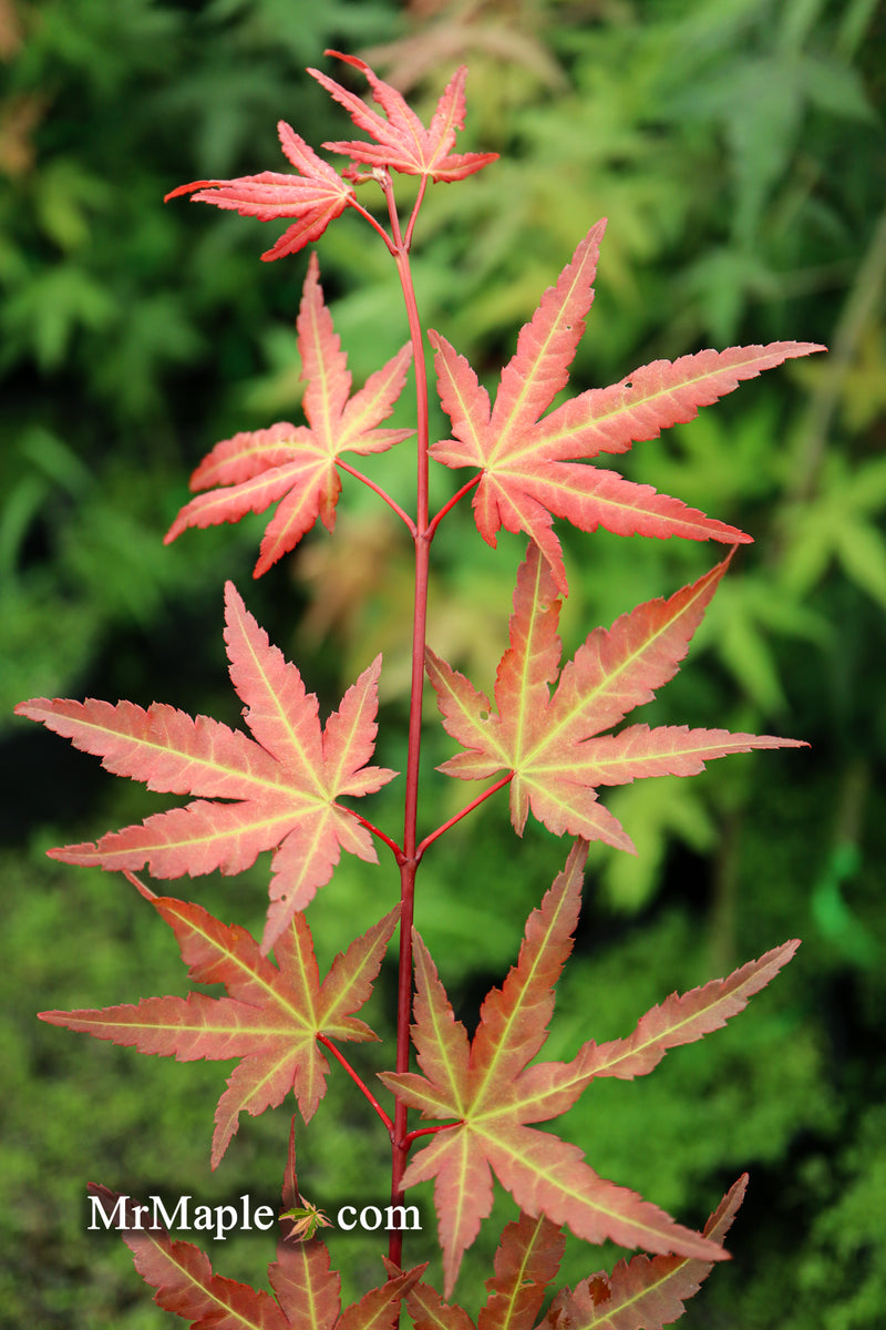 - Acer palmatum 'Mila' Japanese Maple - Mr Maple │ Buy Japanese Maple Trees