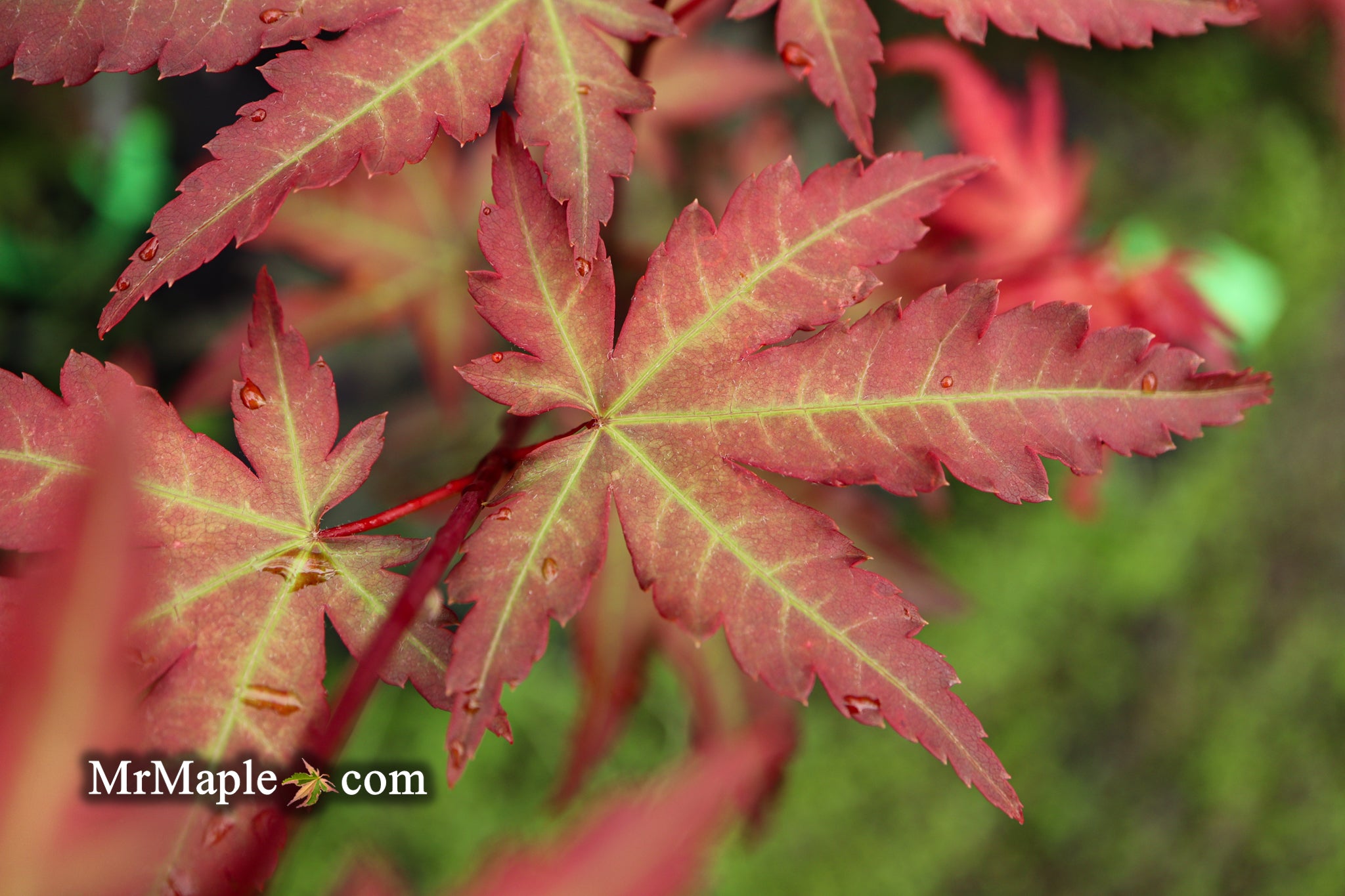 Buy Acer palmatum 'Mila' Japanese Maple — Mr Maple │ Buy Japanese Maple ...