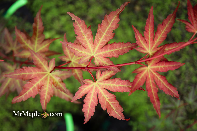 - Acer palmatum 'Mila' Japanese Maple - Mr Maple │ Buy Japanese Maple Trees