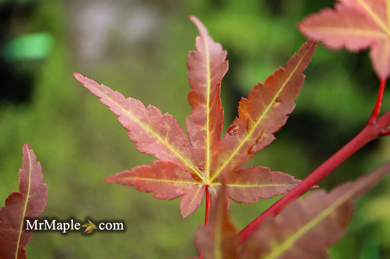 - Acer palmatum 'Mila' Japanese Maple - Mr Maple │ Buy Japanese Maple Trees