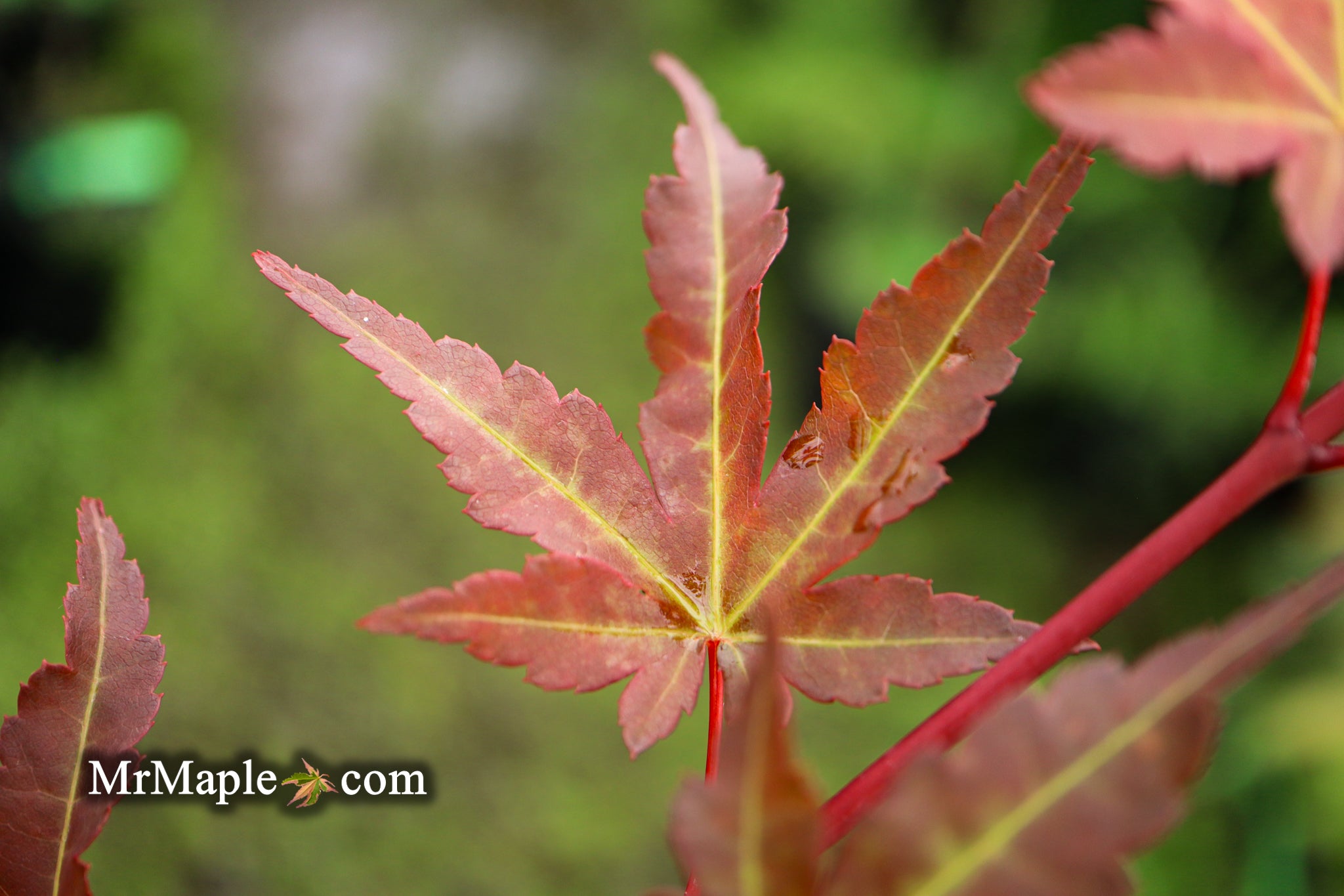 Buy Acer palmatum 'Mila' Japanese Maple — Mr Maple │ Buy Japanese Maple ...