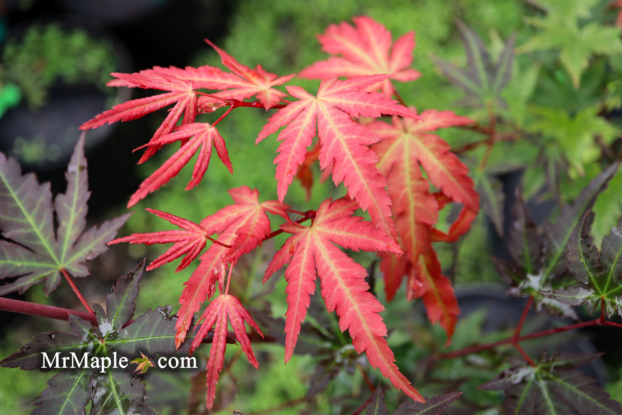 Buy Acer palmatum 'Mila' Japanese Maple — Mr Maple │ Buy Japanese Maple ...