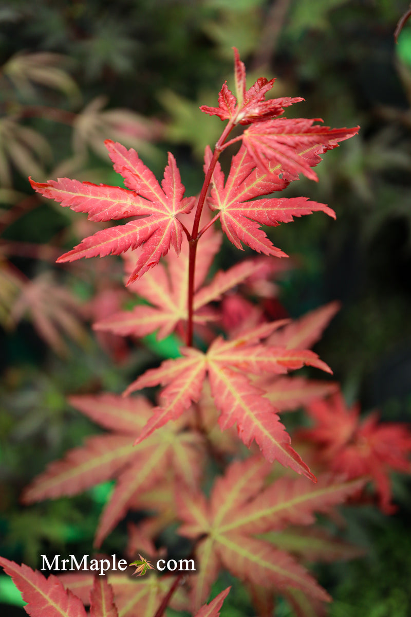 - Acer palmatum 'Mila' Japanese Maple - Mr Maple │ Buy Japanese Maple Trees